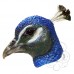 Latex Peacock Bird Mask