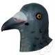 Latex Pigeon Mask