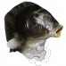 Latex Fish Mask (Realistic)